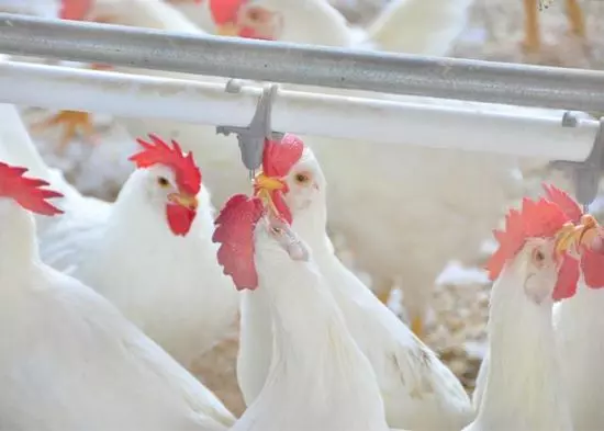 COMEMOREMOS, POIS!   ][ Brasil autodeclara-se livre de gripe aviária em granjas comerciais e busca normalização das exportações